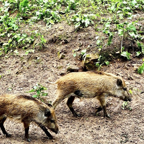 Moritzburg Sehenswürdigkeiten Wildgehege Wildschweine