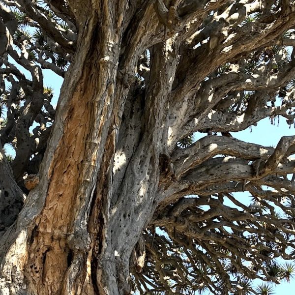 Nahaufnahme Drachenbaum Teneriffa Icod de los Vinos