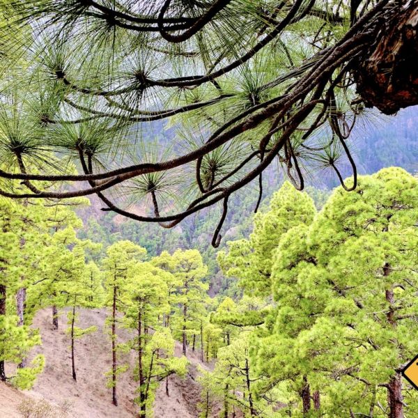 Nationalpark Caldera de Taburiente Kiefernwald am Mirador Las Chozas