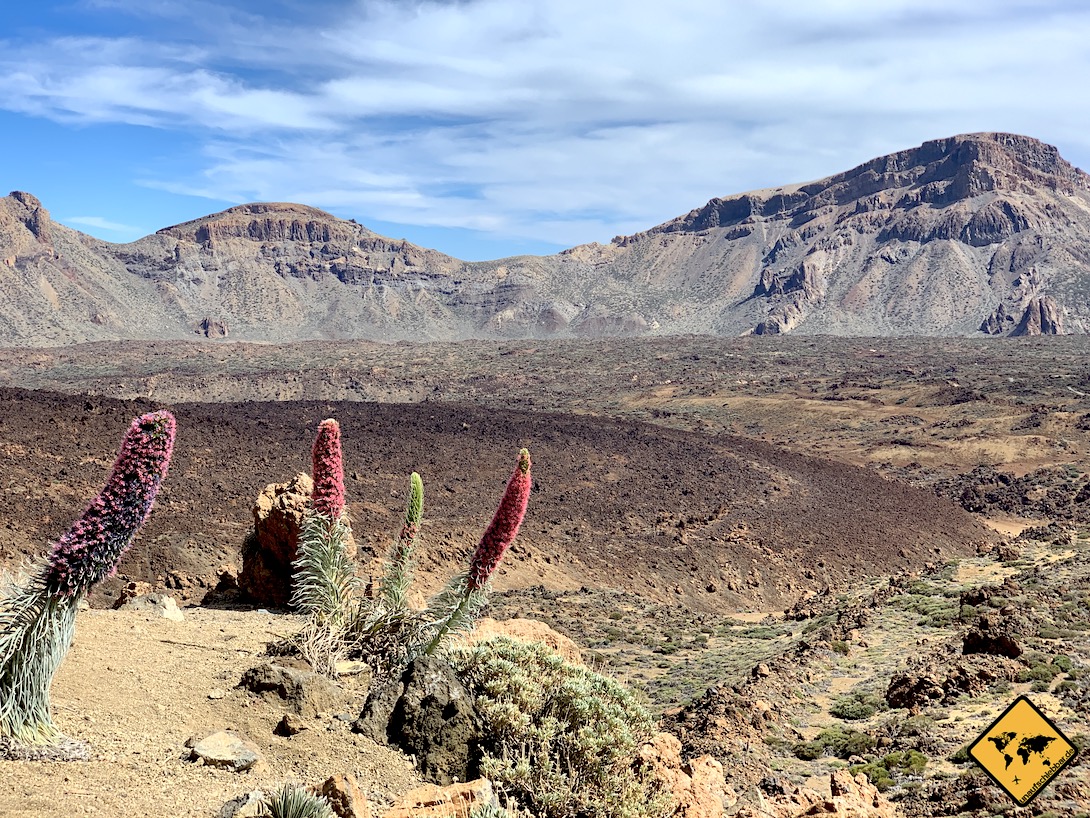 Nationalpark El Teide Tajinasten