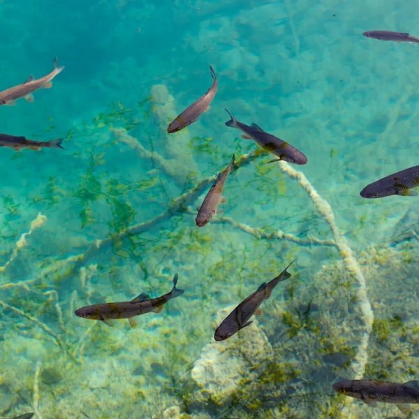 Nationalpark Plitvicer Seen Fische