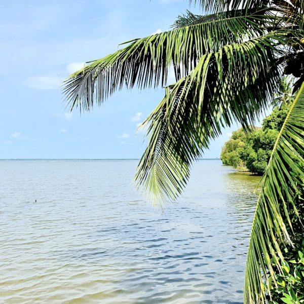 Negombo Lagune Palme