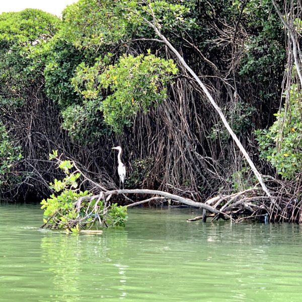 Negombo Lagune Storch Mangroven