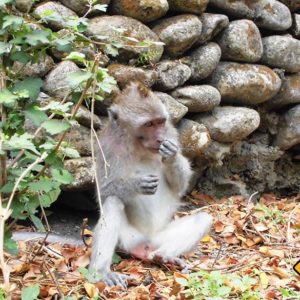 Nicht nur die Affen wissen die Gerüche in Bali zu schätzen