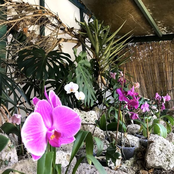 Orchideen botanische Gärten auf Teneriffa Sitio Litre
