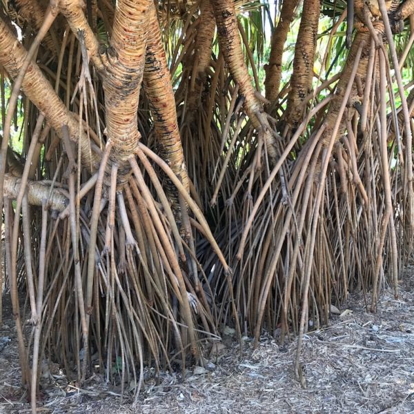Palmenwurzeln Palmetum Santa Cruz Teneriffa