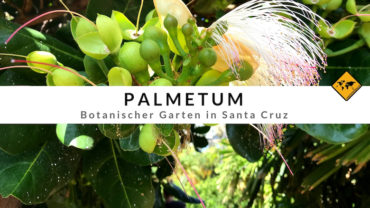 Palmetum Santa Cruz – Europas größte Palmen-Sammlung