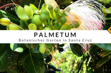 Palmetum Santa Cruz – Europas größte Palmen-Sammlung