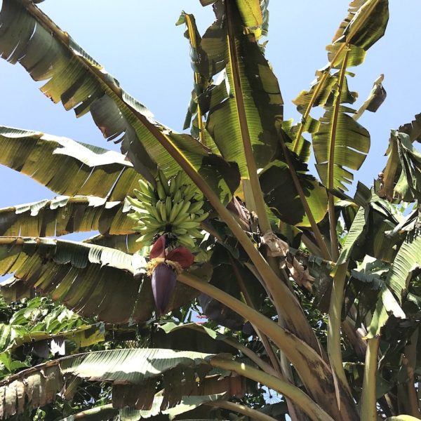 Palmetum Santa Cruz Bananenstaude