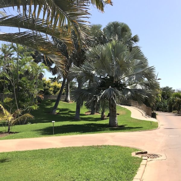 Palmetum Santa Cruz gepflegt