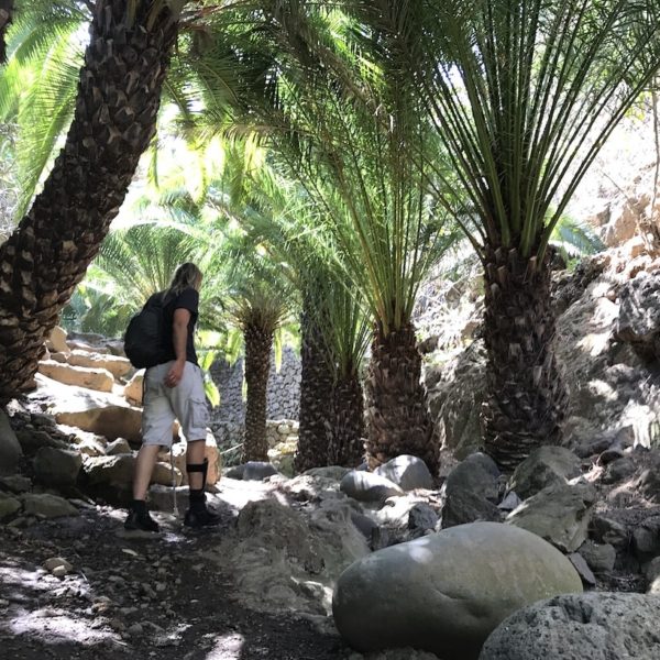 Parque del Drago Icod de los Vinos Palmen Weg