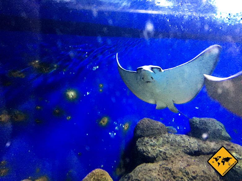 Pattaya Aquarium Mantarochen