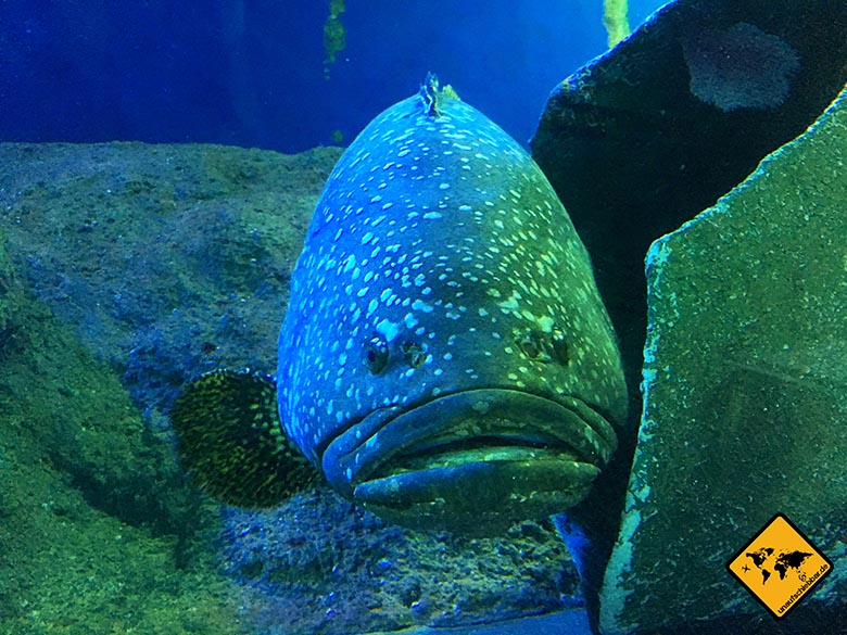 Pattaya Aquarium Tunnel Fisch