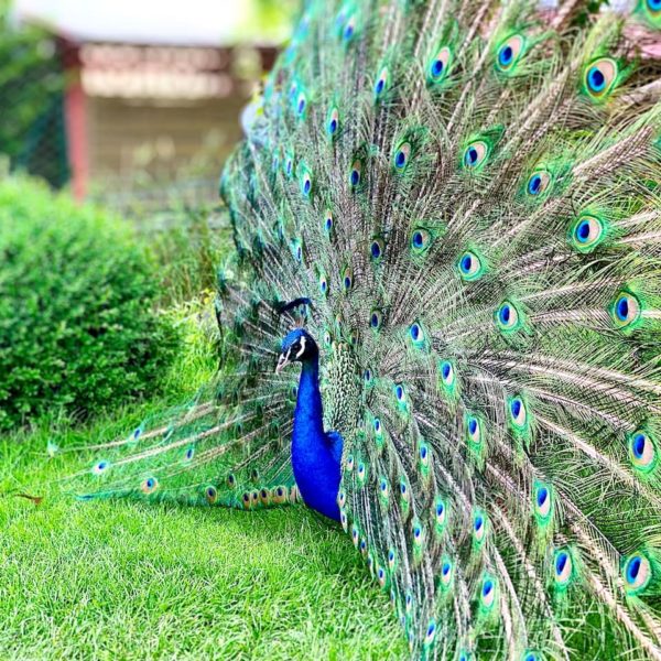 Pfau Haustierpark Werdum
