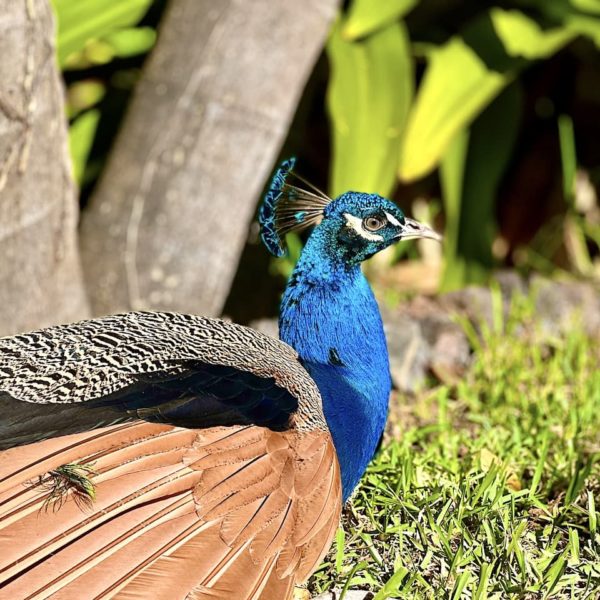 Pfau Jardín de la Marquesa Arucas botanischer Garten