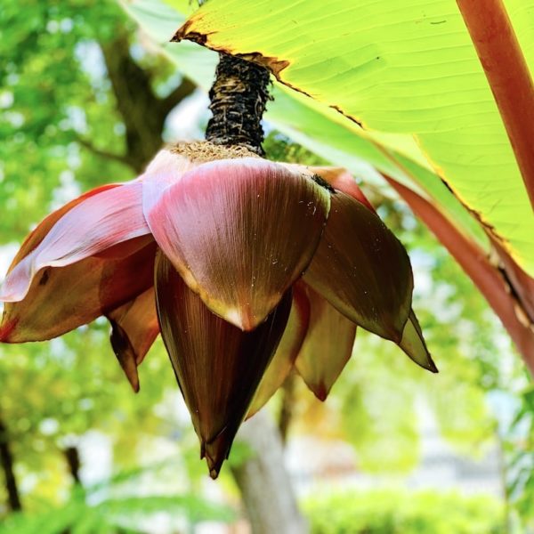 Pflanzenvielfalt botanischer Garten La Orotava Teneriffa