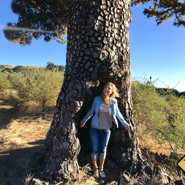 Pinienbaum El Tanque Teneriffa