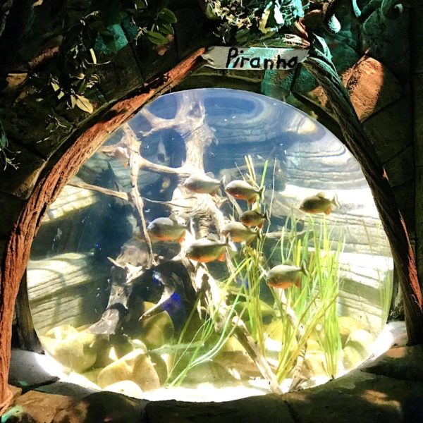Piranha Becken Unterwasserwelt Oberhausen