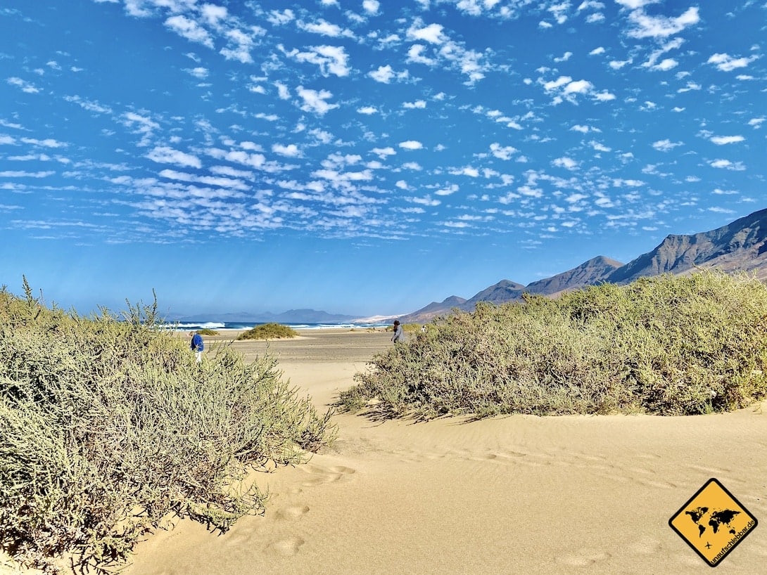 Playa de Cofete Vegetation