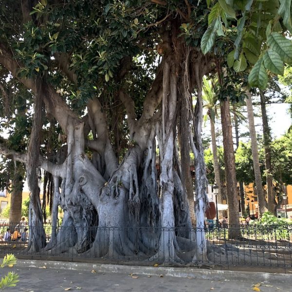 Plaza Andrés de Cáceres Feigenbaum