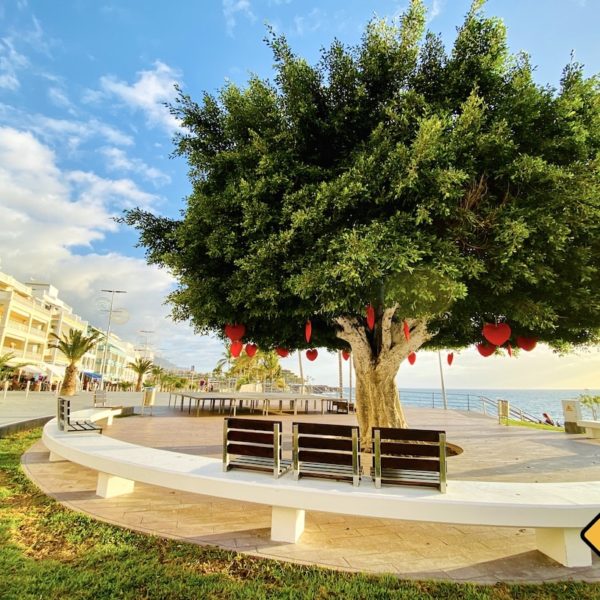 Puerto Naos Promenade Baum