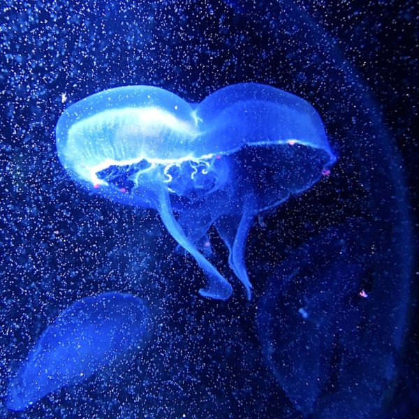 Qualle Sea Life