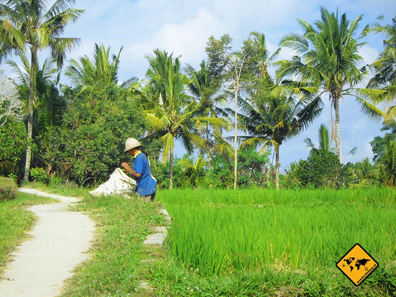 Reisen und Geld verdienen als Erntehelfer in einem Reisfeld auf Bali