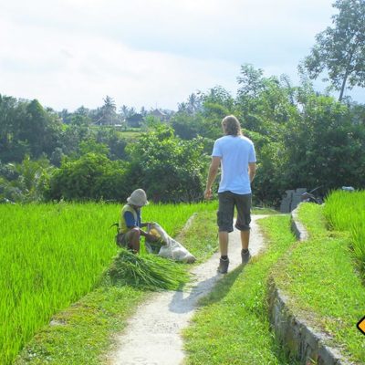 Reisernte in Ubud