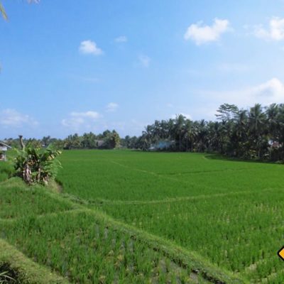 Reisfeld Panorama Ubud