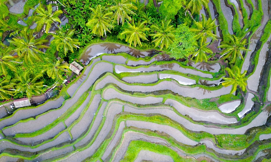 Reisfelder Bali Blog