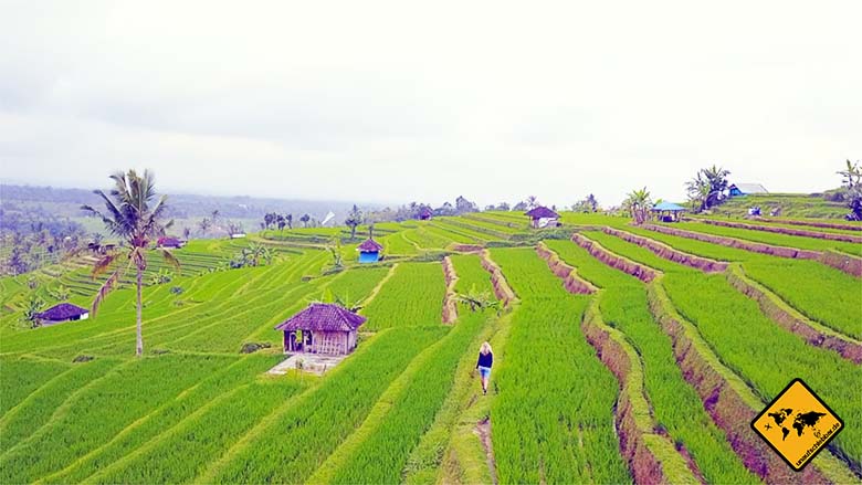 Reisterrassen Jatiluwih Bali Wanderung