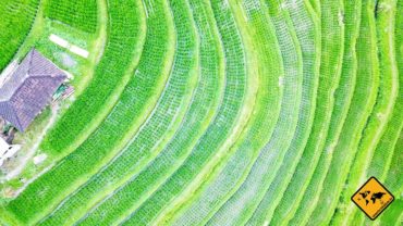 Jatiluwih Reisterrassen Bali – ein Traum für jeden Naturliebhaber!