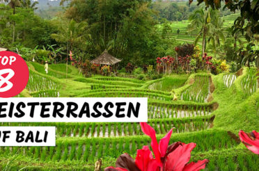 Reisfelder und Reisterrassen auf Bali – Top 8 Empfehlungen