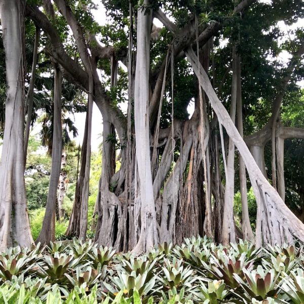 Der große Feigenbaum im Jardin Botanico hat zahlreiche Luftwurzeln gebildet, die ihm sein außergewöhnliches Erscheinungsbild verleihen