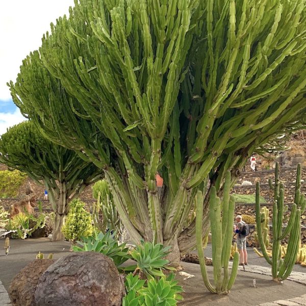 Riesenkakteen Jardín de Cactus Lanzarote