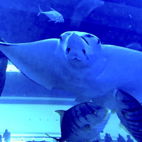 Rochen Acrylglas-Tunnel Dubai Aquarium