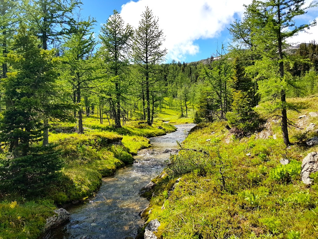Rocky Mountains Kanada Sunshine Meadows Trail