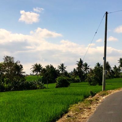 Beim Roller fahren auf Bali erwarten dich häufig schöne Aussichten auf die Reisfelder