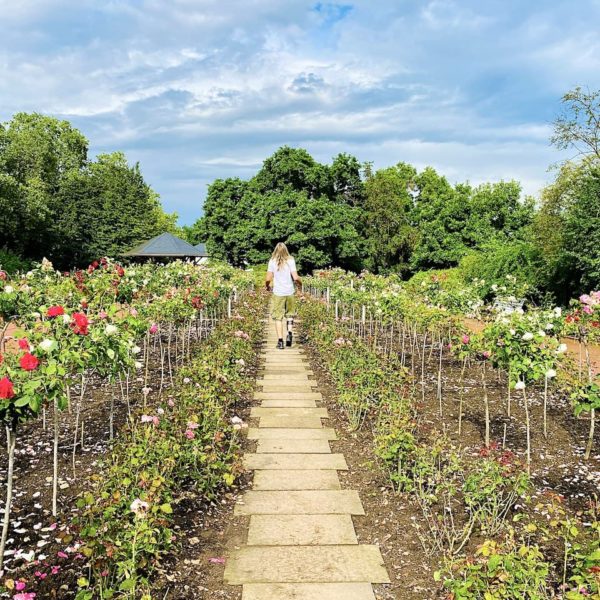 Rosengarten Dresden