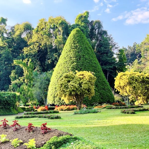 Royal Botanic Garden Wiese Baum Sri Lanka