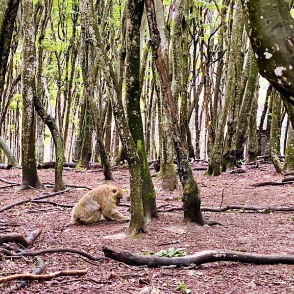 Rückzugsort Wald Affenberg Salem