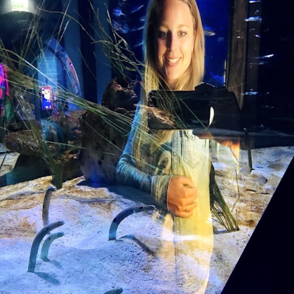 Salzwasseraale Sea Life Oberhausen