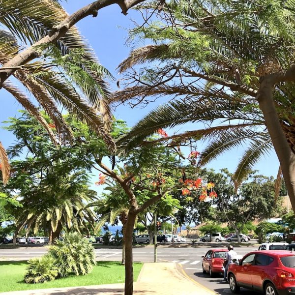 Santa Cruz de Tenerife Bäume Straße