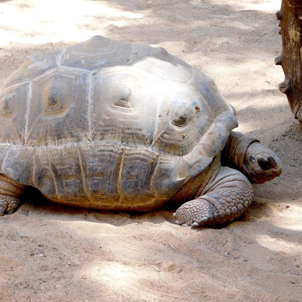 Schildkröte Gran Canaria Palmitos Park