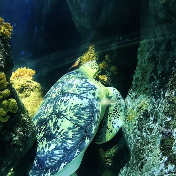 Schildkröte Ozeanbecken Oberhausen Sea Life