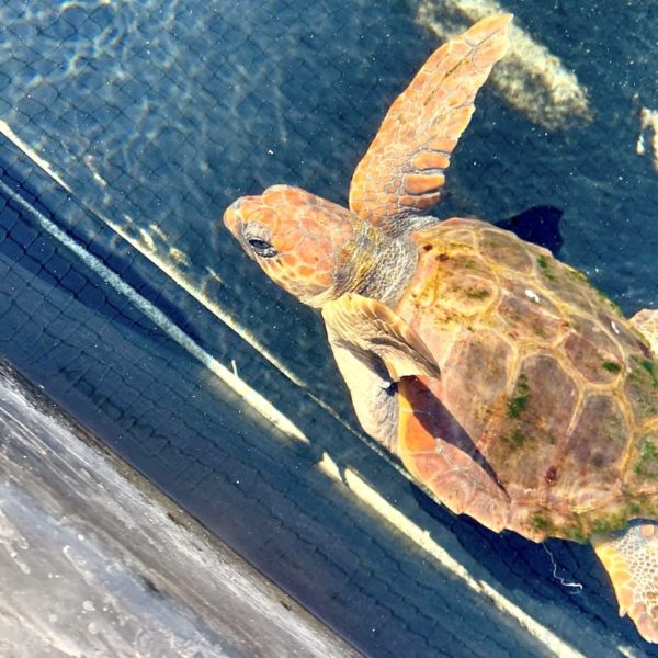 Schildkröten Fuerteventura Morro Jable
