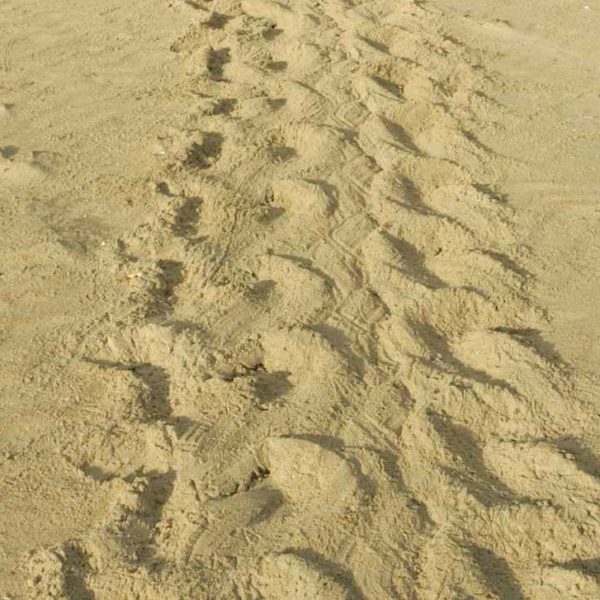 Schildkröten Spuren Sand