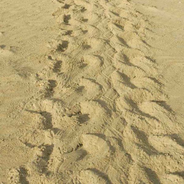 Schildkröten Spuren Sand