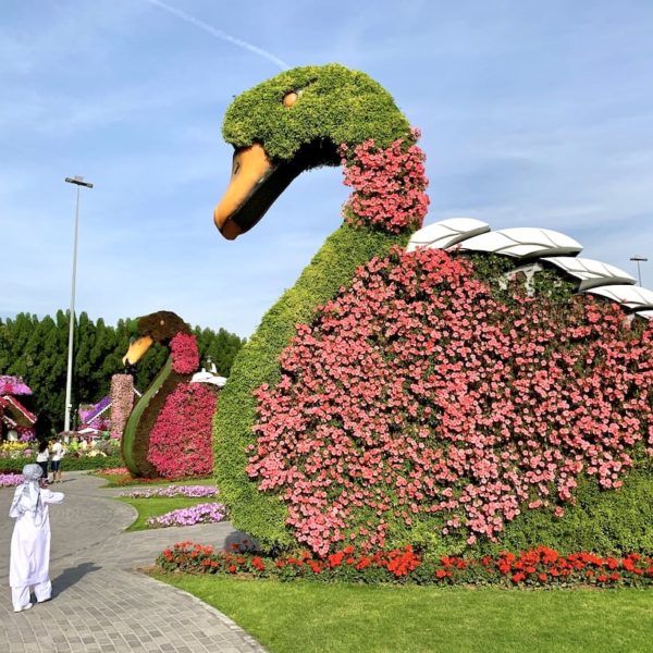 Schwan Miracle Garden Dubai