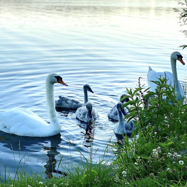 Schwanen Familie Küchensee Ratzeburg